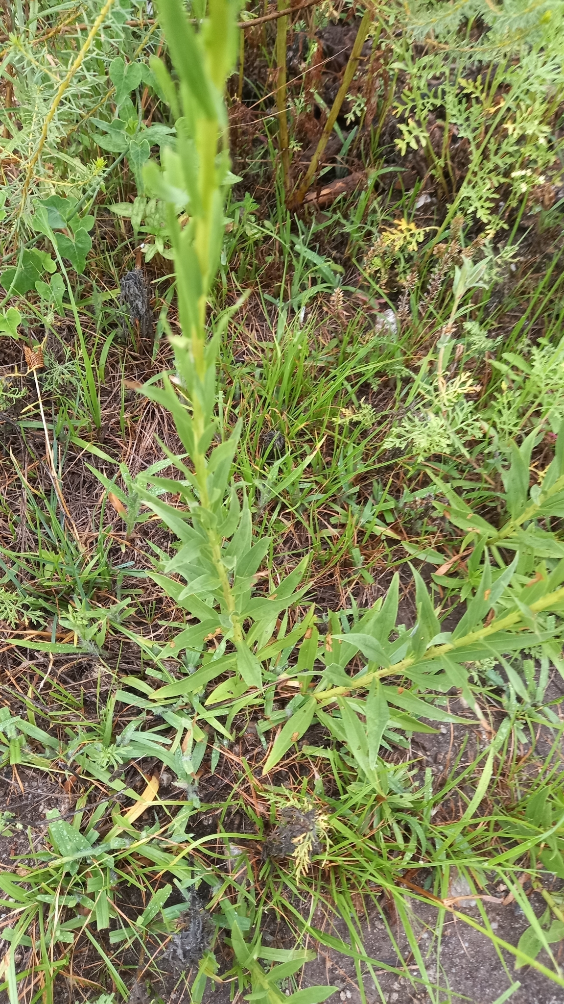 Imagem de Arnica