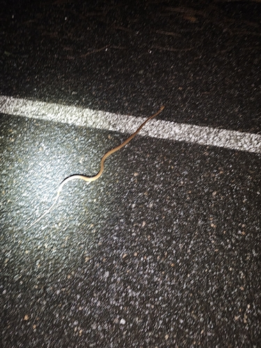 Brown Tree Snake sighting