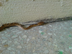 Leptodeira