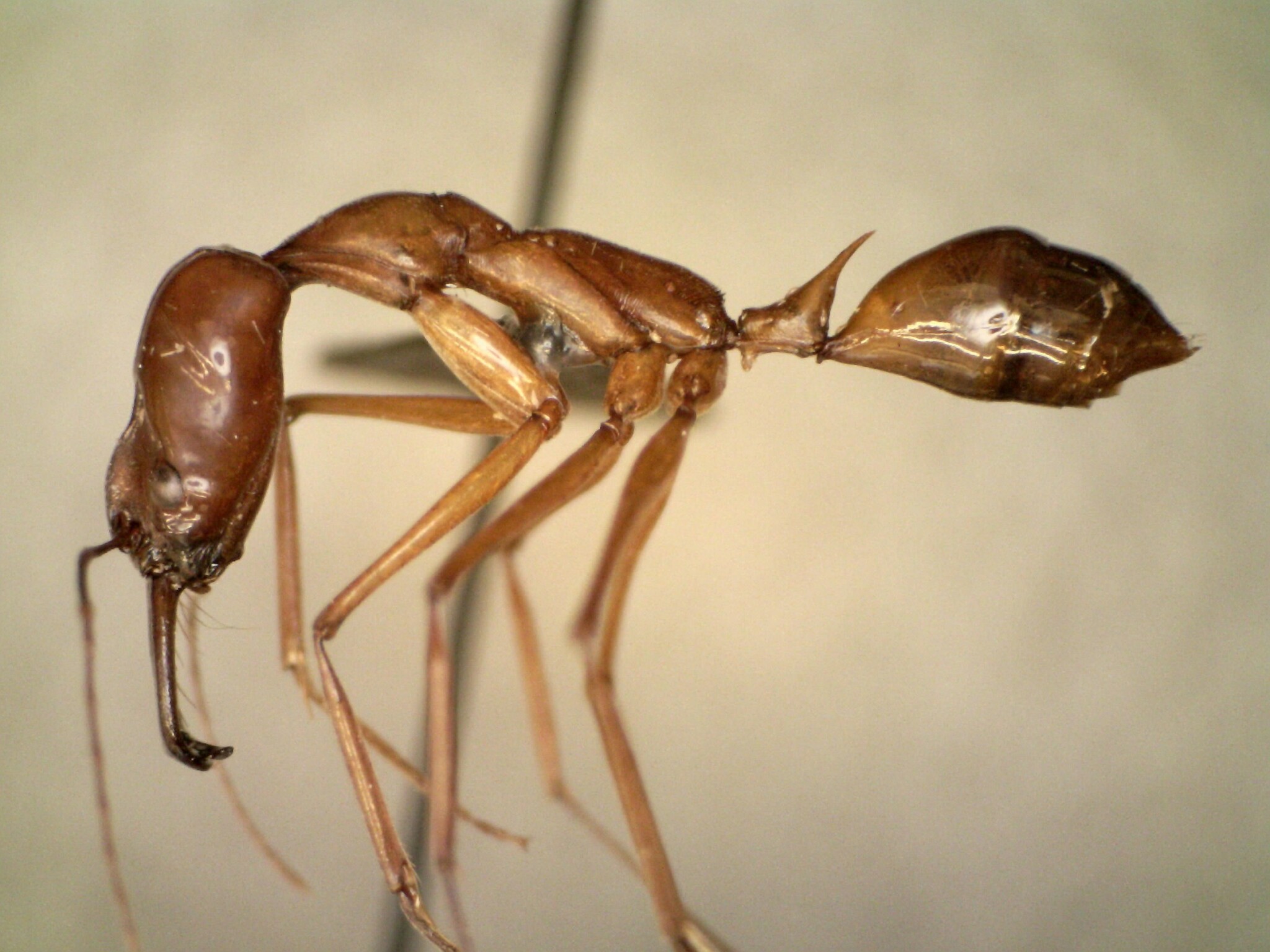Odontomachus yamanei