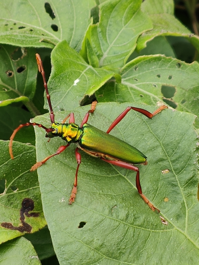 Chromalizus speciosus