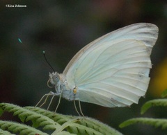 Ascia monuste eubotea