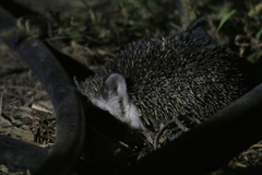 Paraechinus aethiopicus