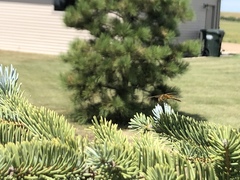 Sympetrum semicinctum