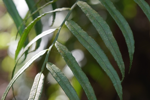 Image of Angiopteris lygodiifolia by (c) 香菇, some rights reserved (CC BY)