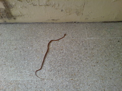 Leptodeira