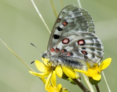 Parnassius tianschanicus