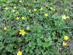 Ranunculus bulbosus