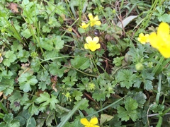 Ranunculus bulbosus