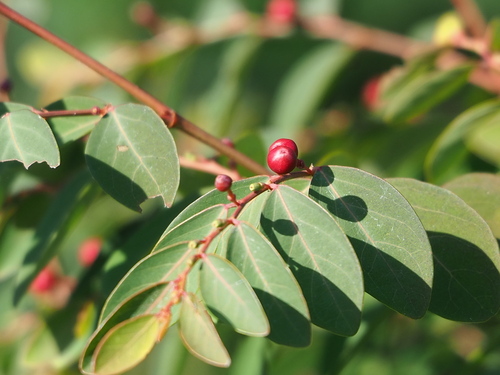 Image of Breynia vitis by no rights reserved