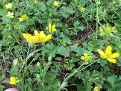 Ranunculus bulbosus