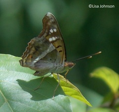 Doxocopa thoe