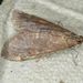 Pyrausta morenalis - Photo (c) Gary Nunn, some rights reserved (CC BY-NC), uploaded by Gary Nunn