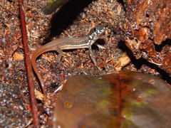 Eigenmann's Prionodactylus photo 5