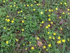 Ranunculus bulbosus