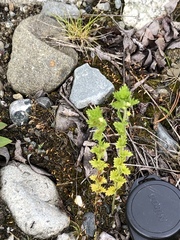 Euphrasia subarctica