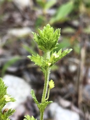 Euphrasia subarctica