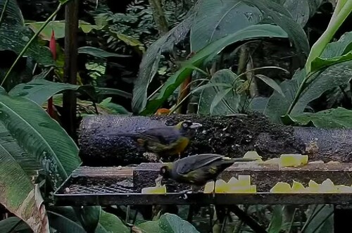 Dusky-faced Tanager (Mitrospingus cassinii), photo 6