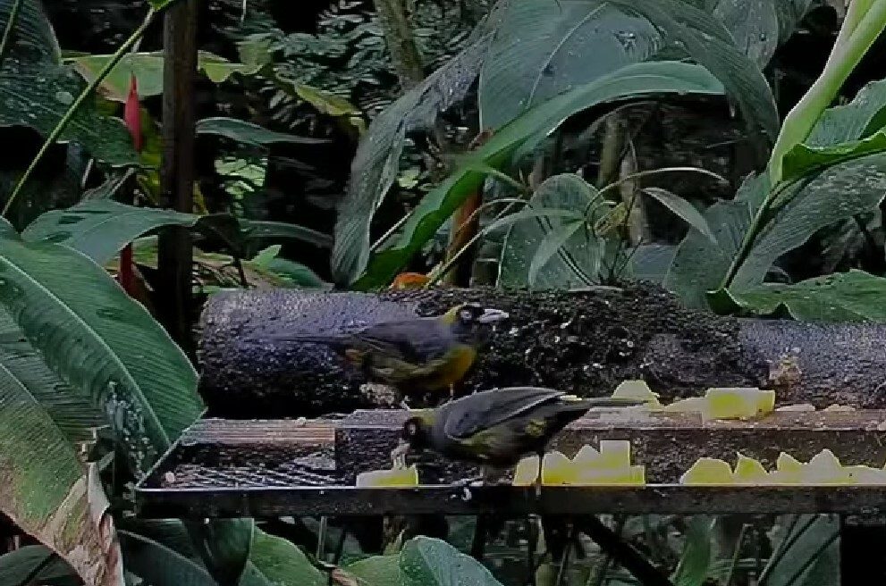 Dusky-faced Tanager (Mitrospingus cassinii), photo 7