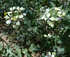 Enarthrocarpus strangulatus