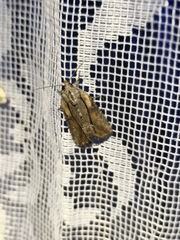 Bryophila raptricula