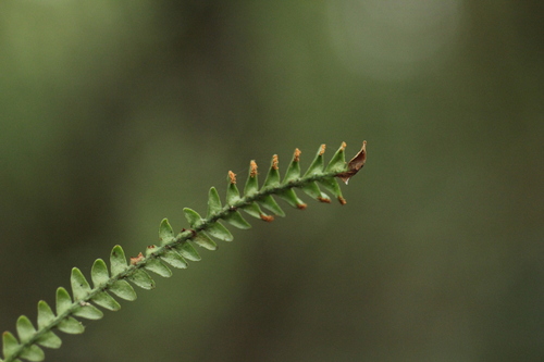 Acrosorus friderici-et-pauli observed 2025-01-02