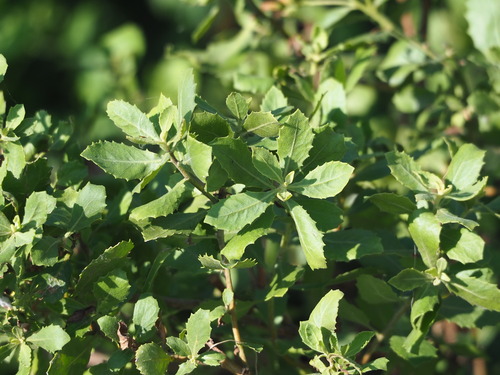 Image of Pluchea indica by no rights reserved