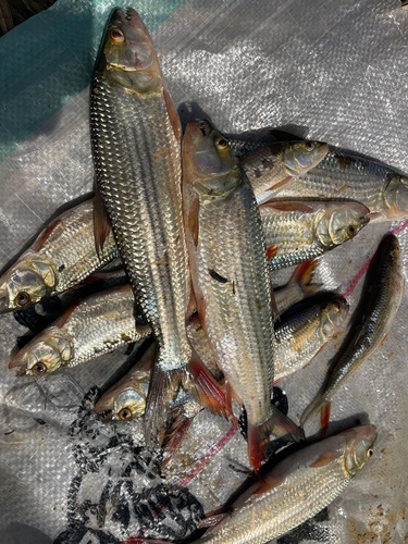 Tiger fish (Hydrocynus brevis) — Alestidae
