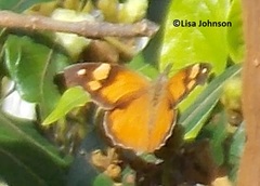 Libytheana terena