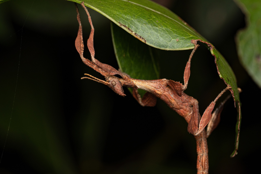 Spiny Leaf insect from Mount Coot-Tha QLD 4066, Australia on January 04 ...