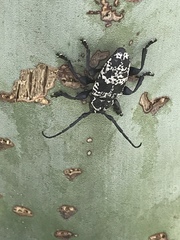 Acanthoderes funeraria