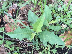 Solanum carolinense