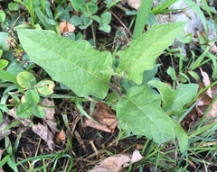 Solanum carolinense