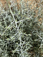 Sarcomphalus obtusifolius canescens