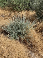 Sarcomphalus obtusifolius canescens