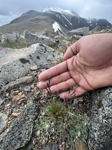 Festuca brachyphylla ssp. breviculmis