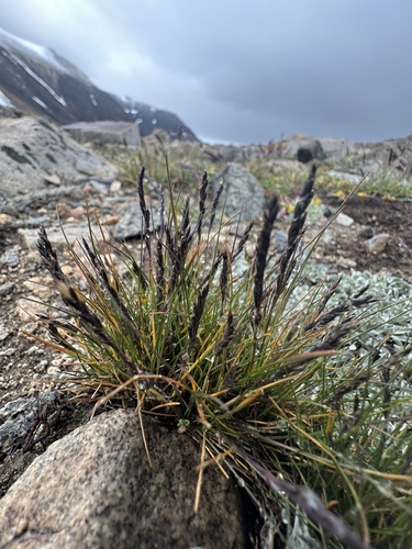 Festuca brachyphylla