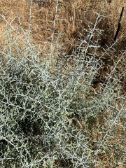 Sarcomphalus obtusifolius canescens