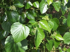 Ampelopsis cordata