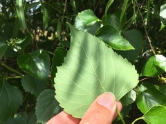 Ampelopsis cordata