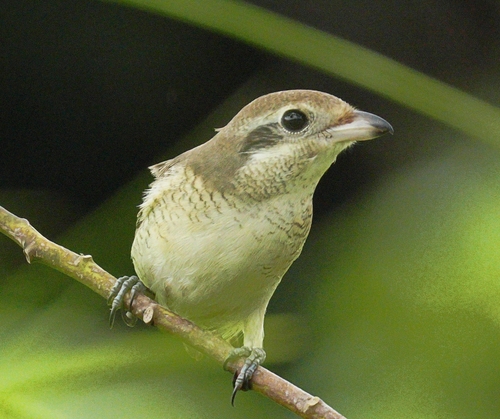 Pie-grièche brune, jeune