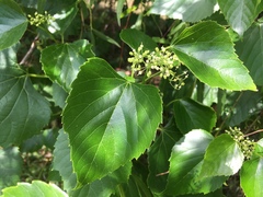 Ampelopsis cordata