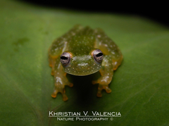 Teratohyla pulverata