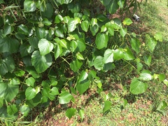 Ampelopsis cordata
