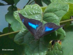 Archaeoprepona demophoon