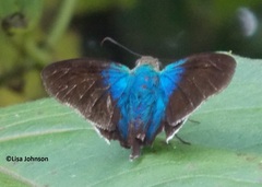 Astraptes habana