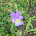 Heartsease - Photo (c) bioboy, some rights reserved (CC BY-NC), uploaded by bioboy