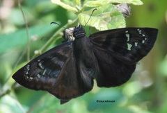 Ephyriades zephodes