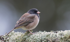 Dark-Eyed Junco photo 1