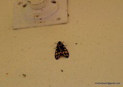Callindra principalis